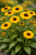 Rudbekia owłosiona