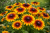 Rudbekia owłosiona