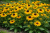 Rudbekia owłosiona