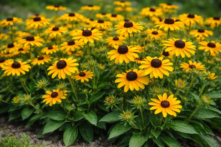 Rudbekia owłosiona