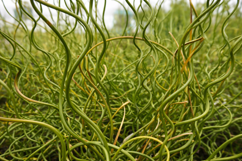 Trawa Spiralis Spirala