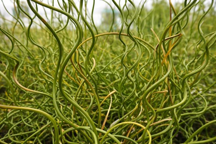 Trawa Spiralis Spirala