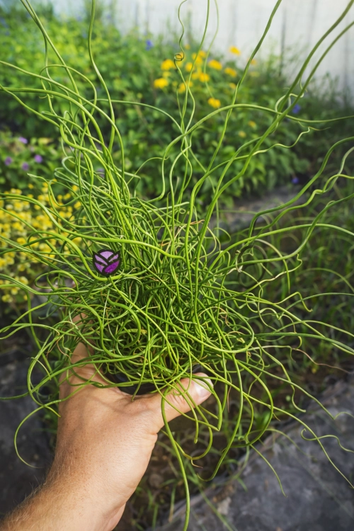Trawa Spiralis Spirala