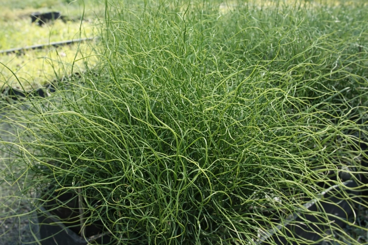 Trawa Spiralis Spirala