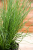 Trawa Spiralis Spirala