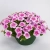 Surfinia Petunia Hybrida-Sanguna "Mega Pink Vein" P9