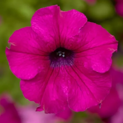 Surfinia Petunia Hybrida-Sanguna Mega Purple P9