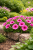 Surfinia Petunia Hybrida-Sanguna Mega Purple P9