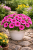 Surfinia Petunia Hybrida-Sanguna Mega Purple P9