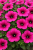 Surfinia Petunia Hybrida-Sanguna Mega Purple P9