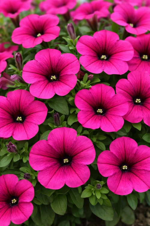 Surfinia Petunia Hybrida-Sanguna Mega Purple P9