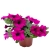 Surfinia Petunia Hybrida-Sanguna Mega Purple P9