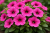 Surfinia Petunia Hybrida-Sanguna Mega Purple P9