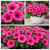 Surfinia Petunia Hybrida-Sanguna Mega Purple P9
