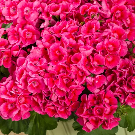 Pelargonia Pretty Little Pink Splash P9