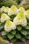 Hortensja Bukietowa Limelight Prime P9
