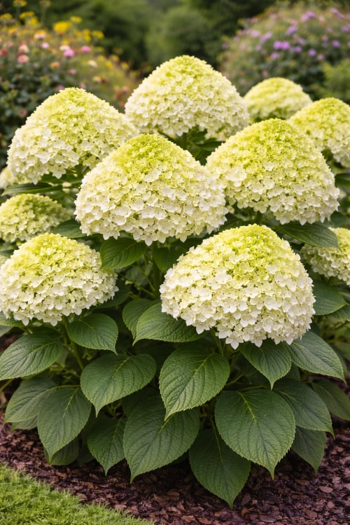 Hortensja Bukietowa Limelight Prime P9