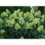 Hortensja Bukietowa Limelight Prime P9