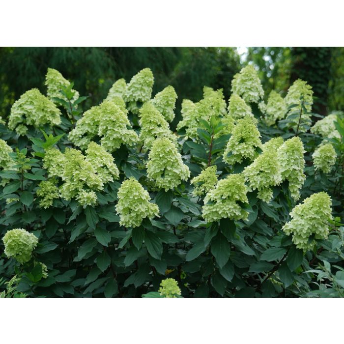 Hortensja Bukietowa Limelight Prime P9