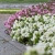 Begonia semperflorens Super Cool WHITE
