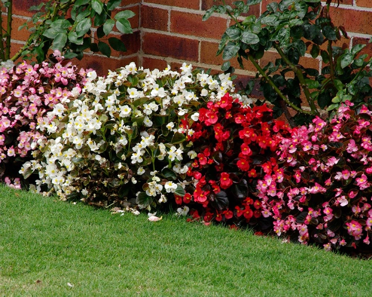 Begonia semperflorens Super Cool RED