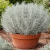 Kocanka helichrysum Curry Plant Silvery White