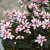 Euphorbia Shades In Pink