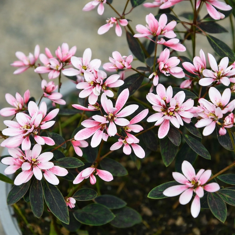 Euphorbia Shades In Pink
