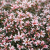 Euphorbia Shades In Pink