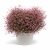 Euphorbia Shades In Pink