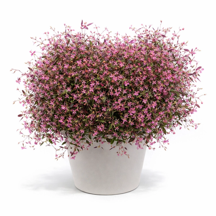 Euphorbia Shades In Pink