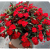 Niecierpek Sunpatiens ColorPower Deep Red