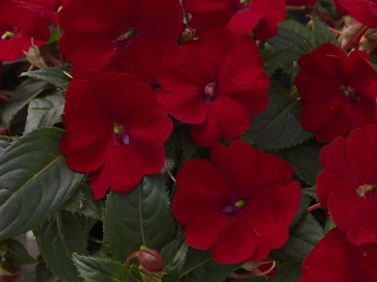 Niecierpek Sunpatiens ColorPower Deep Red