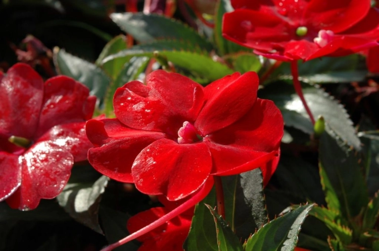 Niecierpek Sunpatiens ColorPower Deep Red
