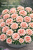 Goździk Dianthus Strawberry Cream