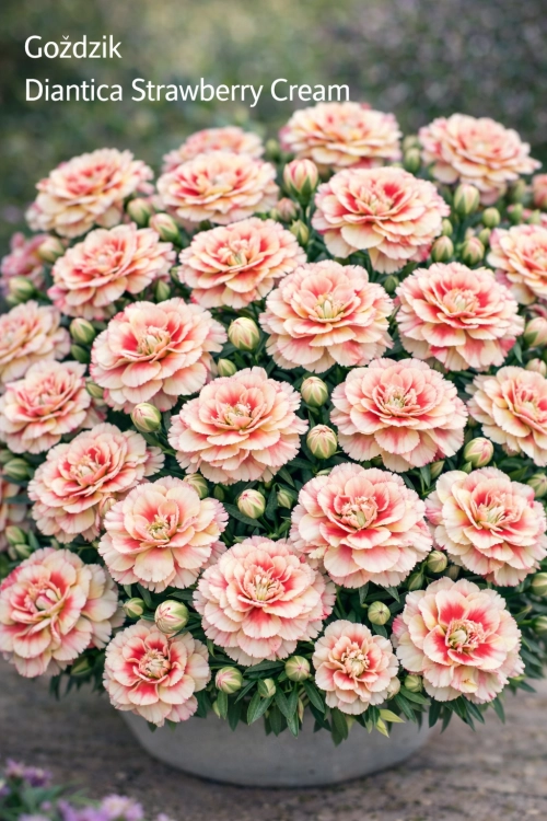 Goździk Dianthus Strawberry Cream