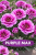 Goździk Dianthus Purple Max