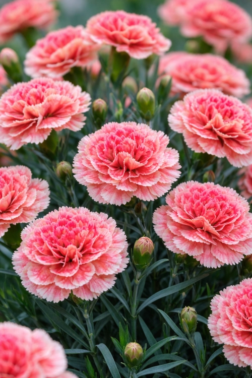 Goździk Dianthus Diantica Coral Granita
