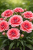 Goździk Dianthus Diantica Coral Granita