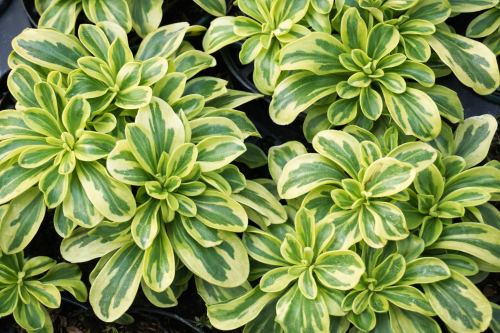 Gęsiówka macedońska Variegata zebra