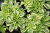 Gęsiówka macedońska Variegata zebra