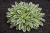 Gęsiówka macedońska Variegata zebra