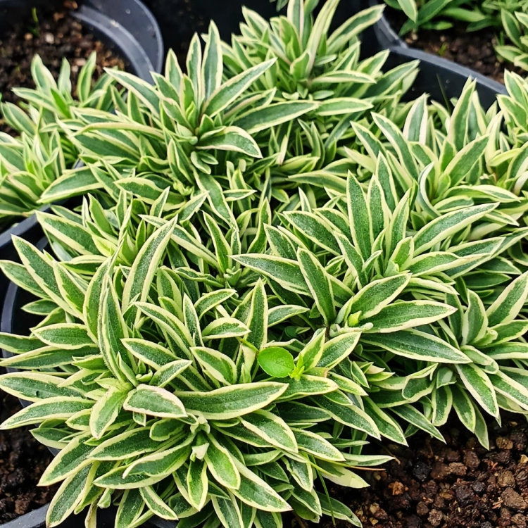 Gęsiówka macedońska Variegata zebra