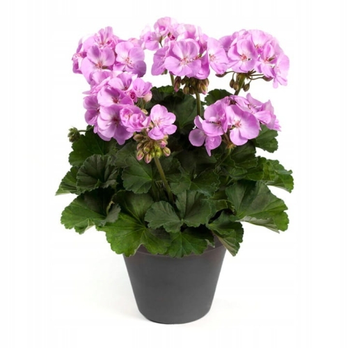 Pelargonia Rabatowa Greta C12
