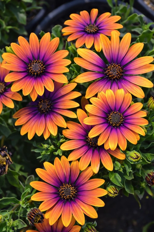 Stokrotka afrykańska FlowerPower Purple Sun