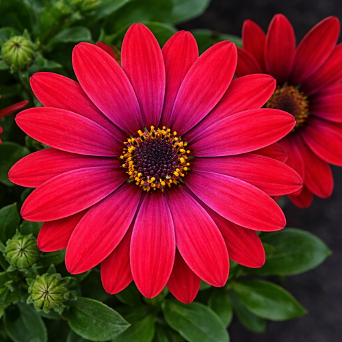 Stokrotka afrykańska FlowerPower Red