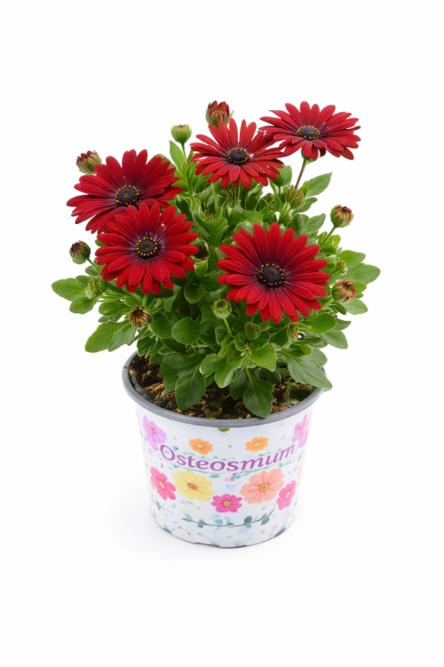 Stokrotka afrykańska FlowerPower Red
