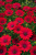 Stokrotka afrykańska FlowerPower Red