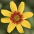 Uczep - Bidens EternalFlame  P9