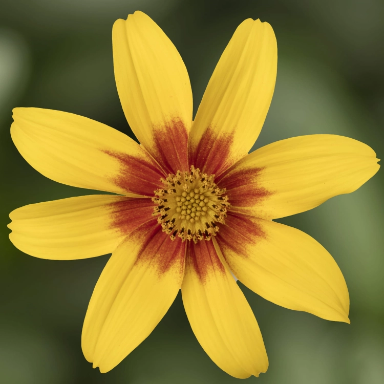 Uczep - Bidens EternalFlame  P9